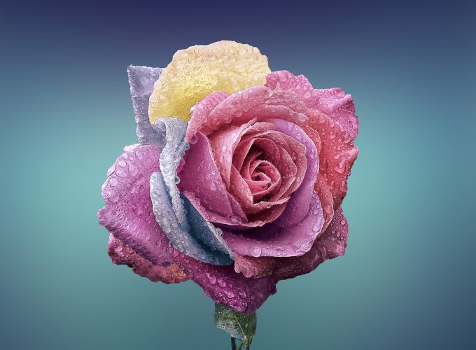 Wallpaper rose, flower, 4k, Nature 7783510693